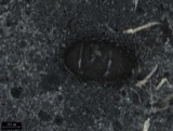 A photograph of the species Dizygopleura Ulrich, not of this specimen