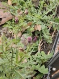 A photograph of the species Cirsium arvense, not of this specimen