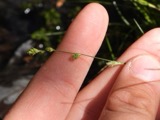 A photograph of the species Carex brunnescens, not of this specimen