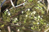 A photograph of the species Ranunculus aquatilis, not of this specimen