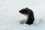 A photograph of the species Mustela nivalis, not of this specimen