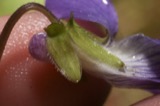 A photograph of the species Viola septentrionalis, not of this specimen