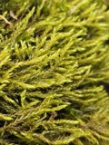 A photograph of the species Hygroamblystegium tenax, not of this specimen