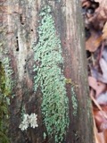 A photograph of the species Cladonia cylindrica, not of this specimen