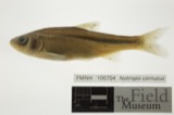 A photograph of the species Notropis cornutus, not of this specimen
