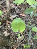 A photograph of the species Parnassia caroliniana, not of this specimen