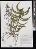 A photograph of the species Chamerion angustifolium, not of this specimen