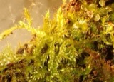 A photograph of the species Callicladium haldanianum, not of this specimen