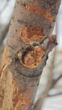 A photograph of the species Phlebia radiata, not of this specimen