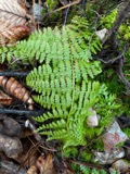 A photograph of the species Dennstaedtia punctilobula, not of this specimen