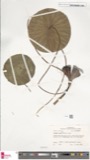 A photograph of the species Nelumbium luteum, not of this specimen
