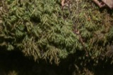 A photograph of the species Thamnobryum alleghaniense, not of this specimen