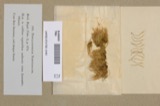 A photograph of the species Phyllogonium norvegicum, not of this specimen