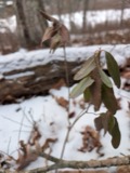 A photograph of the species Kalmia angustifolia, not of this specimen