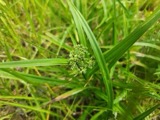 A photograph of the species Scirpus atrovirens, not of this specimen