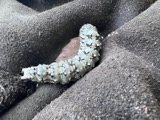 A photograph of the species Catocala ilia, not of this specimen