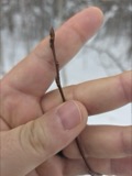 A photograph of the species Populus tremuloides, not of this specimen