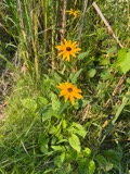 A photograph of the species Rudbeckia sullivantii, not of this specimen