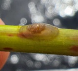 A photograph of the species Ferrissia rivularis, not of this specimen