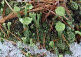 A photograph of the species Cladonia pyxidata, not of this specimen