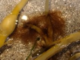 A photograph of the species Sphacelaria cirrosa, not of this specimen