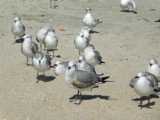 A photograph of the species Leucophaeus atricilla, not of this specimen