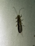 A photograph of the species Perlesta Banks, not of this specimen