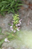 A photograph of the species Stachys hyssopifolia, not of this specimen