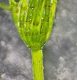 A photograph of the species Chara contraria, not of this specimen