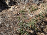 A photograph of the species Cistus L., not of this specimen