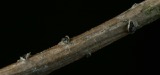 A photograph of the species Cucurbitaria elongata, not of this specimen