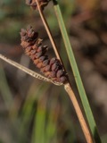 A photograph of the species Carex aperta, not of this specimen