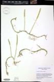 A photograph of the species Lycopodiella gilmanii, not of this specimen