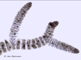 A photograph of the species Batrachospermum gelatinosum, not of this specimen