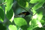 A photograph of the species Setophaga ruticilla, not of this specimen