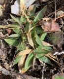 A photograph of the species Dichanthelium clandestinum, not of this specimen
