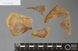 A photograph of the species Alternaria panax, not of this specimen
