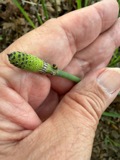 A photograph of the species Equisetum ferrissii, not of this specimen