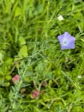 A photograph of the species Linum usitatissimum, not of this specimen