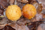 A photograph of the species Cynips Linnaeus, not of this specimen