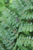 A photograph of the species Booneacris glacialis, not of this specimen