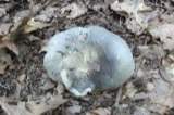 A photograph of the species Tricholoma acris, not of this specimen