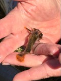 A photograph of the species Noturus stigmosus, not of this specimen
