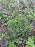 A photograph of the species Digitaria cognata, not of this specimen