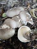A photograph of the species Clitocybe Staude, not of this specimen