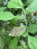 A photograph of the species Stegophora ulmea, not of this specimen