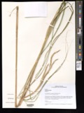 A photograph of the species Spartina pectinata, not of this specimen