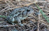 A photograph of the species Bufo fowleri, not of this specimen