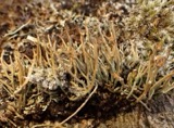 A photograph of the species Cladonia gracilis, not of this specimen