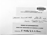 A photograph of the species Homalia jamesii, not of this specimen